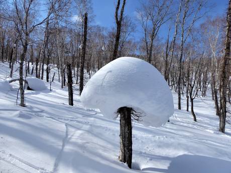 Schneesicherheit Hokkaidō – Schneesicherheit Rusutsu