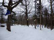 Kinderfreundliche Waldabfahrt