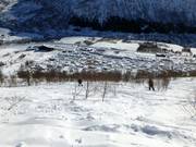 Tree Runs durch Birkenwälder