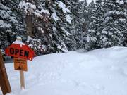 Tree skiing (Abfahrten durch die Wälder)