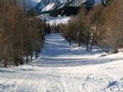 Waldabfahrt am Piz Aela