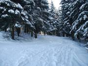 Die Waldabfahrt führt in den flacheren Bereich des Haupthangs