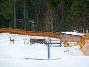 Babylift Geissleinpark I - Seillift/Babylift mit niederer Seilführung