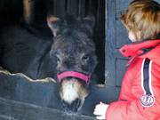 Esel am Bergrestaurant La Valette