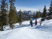 Ausgeholzte Waldabfahrt Wolf's Den