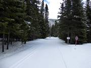 Die Loipen führen idyllisch durch die umliegenden Wälder