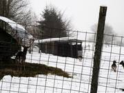 Wildgehege hinter der Skihütte