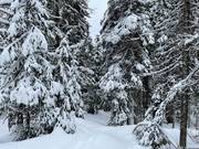 Das Skigebiet SilverStar wird mit viel Naturschnee versorgt