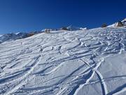 Tiefschneeabfahrten am Cima Vioz