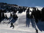 Columbine in der Montezuma Bowl