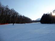 Herrliche Waldabfahrt Prince