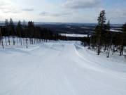 Junior South Park Levi