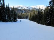 Leichte Waldabfahrt Nr. 13 Miss Gratz