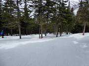 Familienpiste La Forêt Enchantée