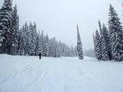 Ganz leichte Piste im Red Mountain Resort