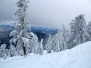 Unpräparierte Waldabfahrten mit Tiefschnee (Gladed Runs)