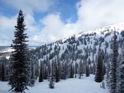 Abfahrten durch den lichten Wald
