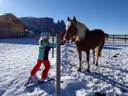 Pferde erfreuen die Kinder