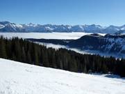 Grasgehren über den Wolken