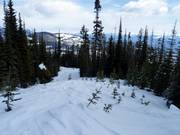 Abfahrt durch ausgeholzte Waldgebiete (Gladed Run)