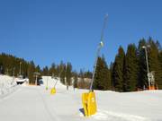 Schneilanzen am Lyrahang