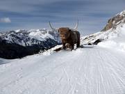 Der Stier am Col Rodella erfreut die Kinder