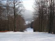 Waldabfahrt zur Talstation