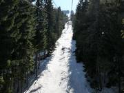 Spuren durch die Wälder