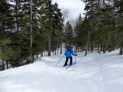 Ausgeholzte Waldabfahrt La Rigolo