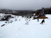 Piste am Terminal Quad Blue Cow