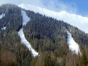 Blick auf die Waldschneisenpisten der Currie Bowl