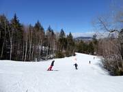 Leichte Piste Green Cheese