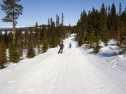 Verbindungsabfahrten durch den Wald