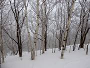 Tree-Skiing in Sahoro