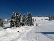 Übungslift Gapfohl - Tellerlift