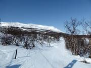 Die Talabfahrt schlängelt sich durch lichten Wald