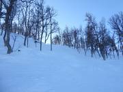 Attraktive Varianten durch den Wald